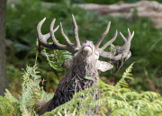 Beginning of rutting season in Richmond Park, London, Britain - 18 Sep 2014