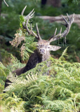 Beginning of rutting season in Richmond Park, London, Britain - 18 Sep 2014