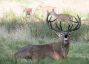 Beginning of rutting season in Richmond Park, London, Britain - 18 Sep 2014