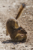 Long-tailed weasel versus Columbia Ground Squirrel, Mt Spokane, Washington State, America - 23 Aug 2014