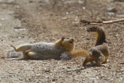 Long-tailed weasel versus Columbia Ground Squirrel, Mt Spokane, Washington State, America - 23 Aug 2014