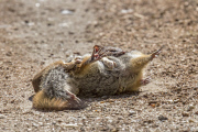 Long-tailed weasel versus Columbia Ground Squirrel, Mt Spokane, Washington State, America - 23 Aug 2014