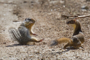 Long-tailed weasel versus Columbia Ground Squirrel, Mt Spokane, Washington State, America - 23 Aug 2014