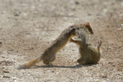 Long-tailed weasel versus Columbia Ground Squirrel, Mt Spokane, Washington State, America - 23 Aug 2014
