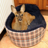4-month-old orphan deer thinks that she is a dog, Hemsby, Norfolk, Britain - 17 Sep 2014