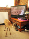 4-month-old orphan deer thinks that she is a dog, Hemsby, Norfolk, Britain - 17 Sep 2014