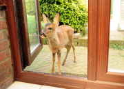 4-month-old orphan deer thinks that she is a dog, Hemsby, Norfolk, Britain - 17 Sep 2014