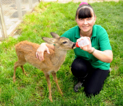 4-month-old orphan deer thinks that she is a dog, Hemsby, Norfolk, Britain - 17 Sep 2014