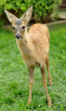 4-month-old orphan deer thinks that she is a dog, Hemsby, Norfolk, Britain - 17 Sep 2014