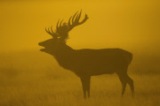 Cold and foggy weather, London, Britain - 05 Oct 2014