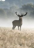 Cold and foggy weather, London, Britain - 05 Oct 2014
