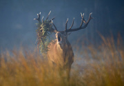 Cold and foggy weather, London, Britain - 05 Oct 2014