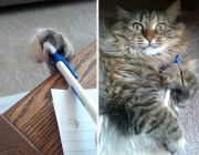 Cat Thieves That were Caught Red-Pawed