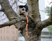 Cat Thieves That were Caught Red-Pawed