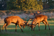 Red deer stag battle, Bushy Park, London, Britain - 11 Oct 2014