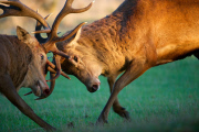 Red deer stag battle, Bushy Park, London, Britain - 11 Oct 2014