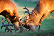 Red deer stag battle, Bushy Park, London, Britain - 11 Oct 2014