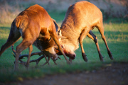 Red deer stag battle, Bushy Park, London, Britain - 11 Oct 2014