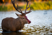 Red deer stag battle, Bushy Park, London, Britain - 11 Oct 2014
