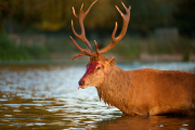 Red deer stag battle, Bushy Park, London, Britain - 11 Oct 2014