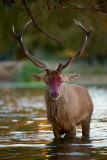 Red deer stag battle, Bushy Park, London, Britain - 11 Oct 2014