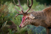 Red deer stag battle, Bushy Park, London, Britain - 11 Oct 2014