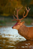 Red deer stag battle, Bushy Park, London, Britain - 11 Oct 2014