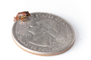 Epic quest to find the world's forgotten frogs