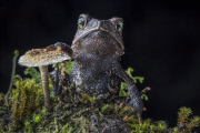 Epic quest to find the world's forgotten frogs