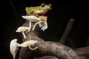 Epic quest to find the world's forgotten frogs