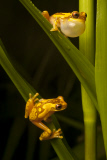 Epic quest to find the world's forgotten frogs
