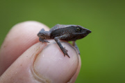 Epic quest to find the world's forgotten frogs