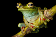 Epic quest to find the world's forgotten frogs