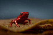Epic quest to find the world's forgotten frogs