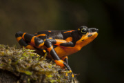 Epic quest to find the world's forgotten frogs