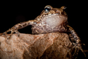 Epic quest to find the world's forgotten frogs