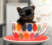 Woman hand raises tiny miniature Yorkshire Terrier dog, Great Yarmouth, Norfolk, Britain - 12 Oct 2014