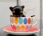 Woman hand raises tiny miniature Yorkshire Terrier dog, Great Yarmouth, Norfolk, Britain - 12 Oct 2014