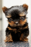 Woman hand raises tiny miniature Yorkshire Terrier dog, Great Yarmouth, Norfolk, Britain - 12 Oct 2014