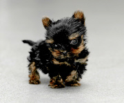 Woman hand raises tiny miniature Yorkshire Terrier dog, Great Yarmouth, Norfolk, Britain - 12 Oct 2014