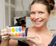 Woman hand raises tiny miniature Yorkshire Terrier dog, Great Yarmouth, Norfolk, Britain - 12 Oct 2014