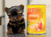 Woman hand raises tiny miniature Yorkshire Terrier dog, Great Yarmouth, Norfolk, Britain - 12 Oct 2014
