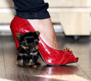 Woman hand raises tiny miniature Yorkshire Terrier dog, Great Yarmouth, Norfolk, Britain - 12 Oct 2014