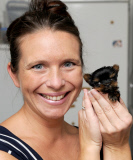 Woman hand raises tiny miniature Yorkshire Terrier dog, Great Yarmouth, Norfolk, Britain - 12 Oct 2014