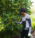 Michelle Obama works the garden