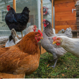 France FRAME Brasserie: West coast attitude in Paris