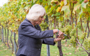 Camilla Duchess of Cornwall visits Chapel Down Winery, Tenterden, Kent, Britain - 15 Oct 2014