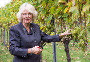Camilla Duchess of Cornwall visits Chapel Down Winery, Tenterden, Kent, Britain - 15 Oct 2014