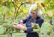 Camilla Duchess of Cornwall visits Chapel Down Winery, Tenterden, Kent, Britain - 15 Oct 2014