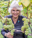 Camilla Duchess of Cornwall visits Chapel Down Winery, Tenterden, Kent, Britain - 15 Oct 2014